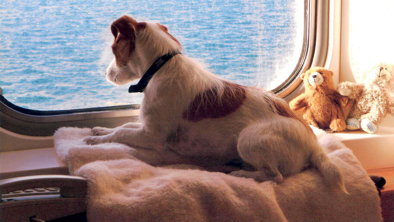 Sea dog