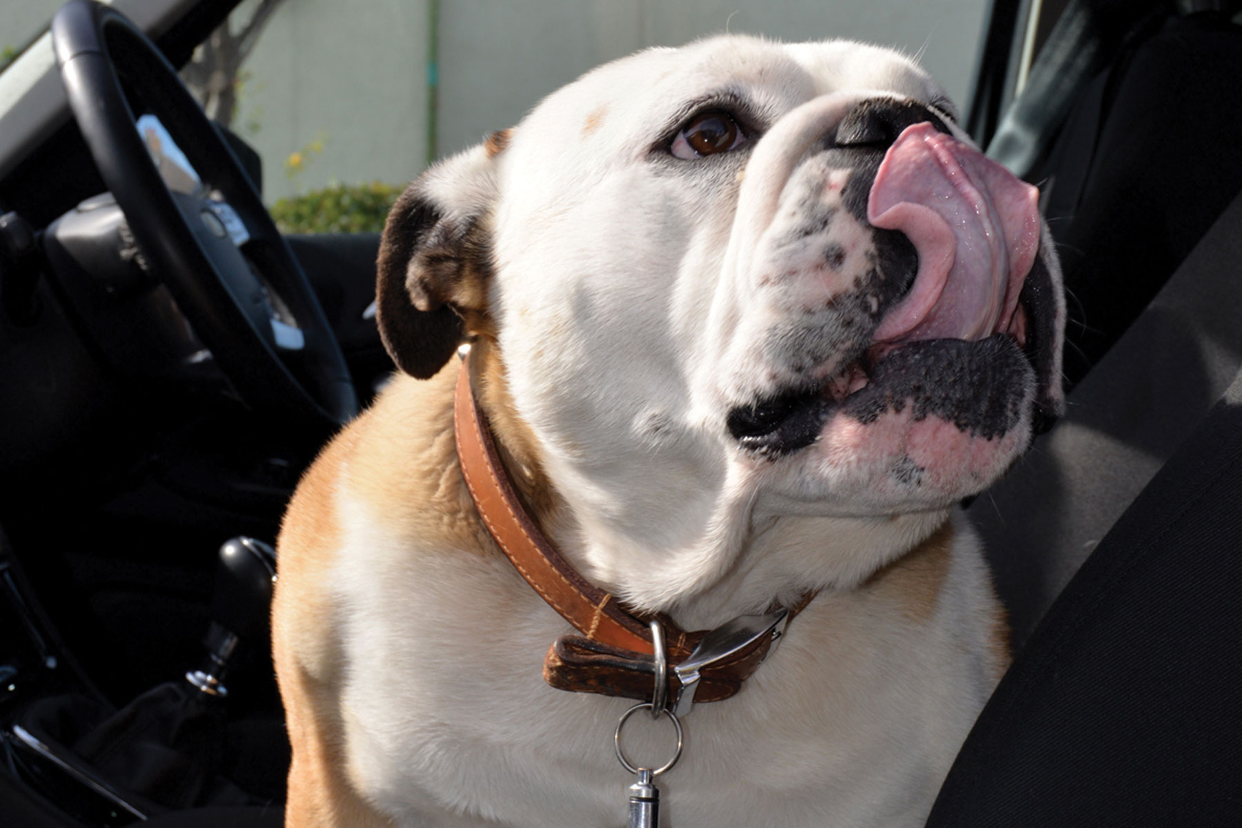 Dog in hot car