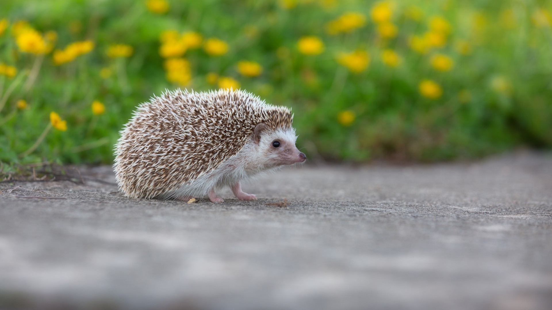 New road signs to help reduce wildlife collisions