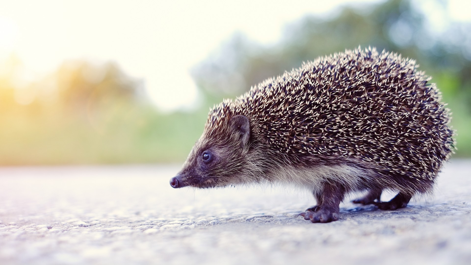 New road signs to help reduce wildlife collisions