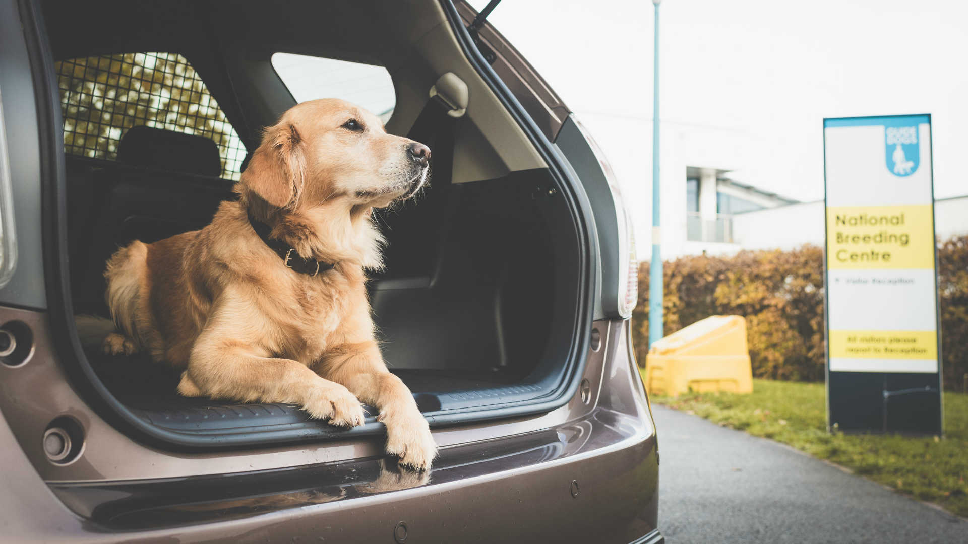 Guide Dog in the back of a Toyota Prius