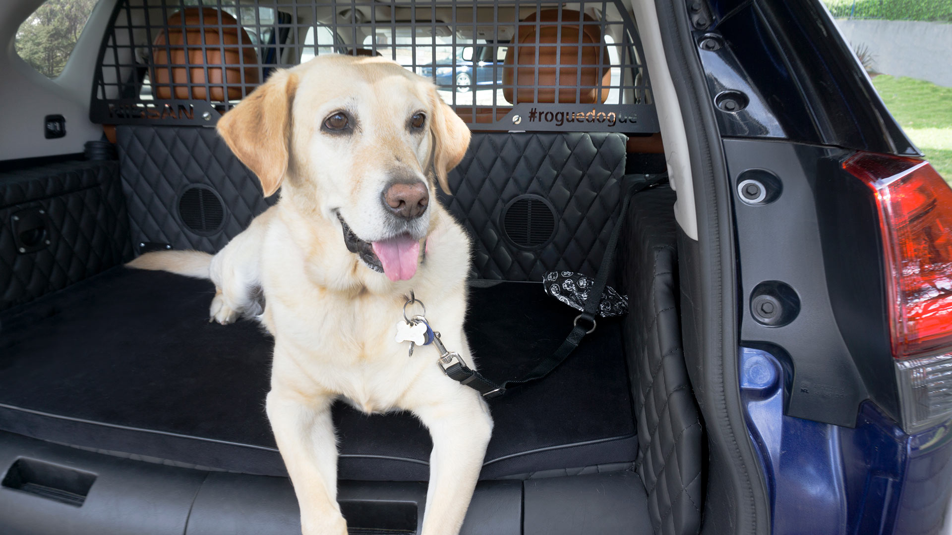 Danger of unrestrained pets in cars