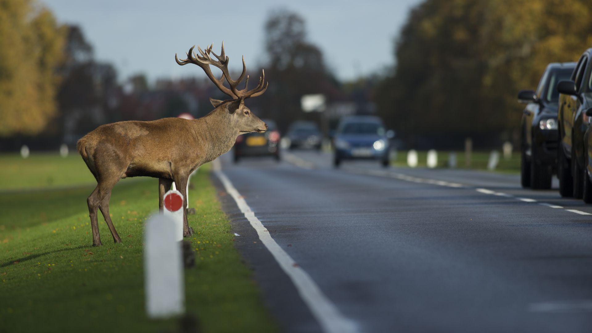 Deer danger to drivers