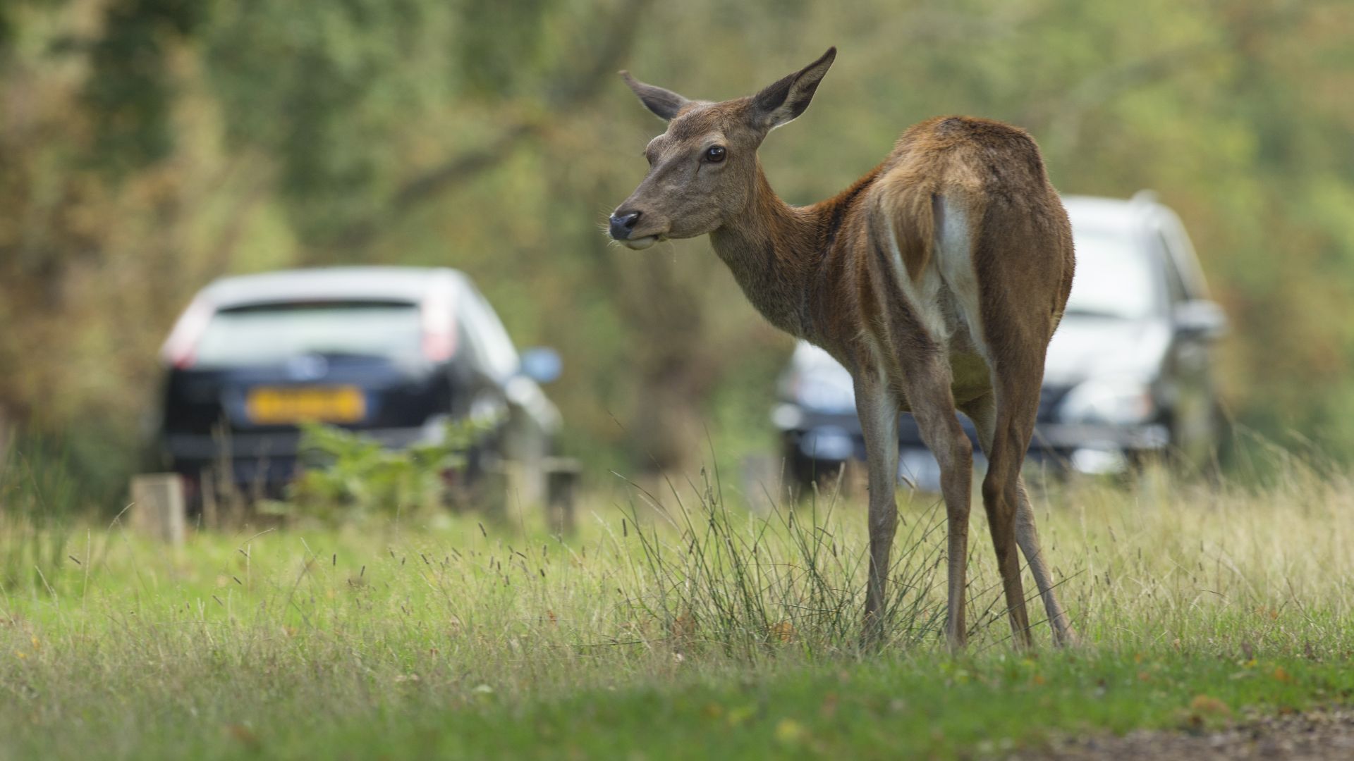 Deer danger to drivers