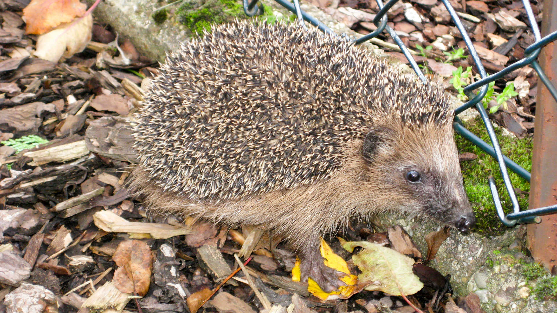 Housebuilder commits to hedgehog highways