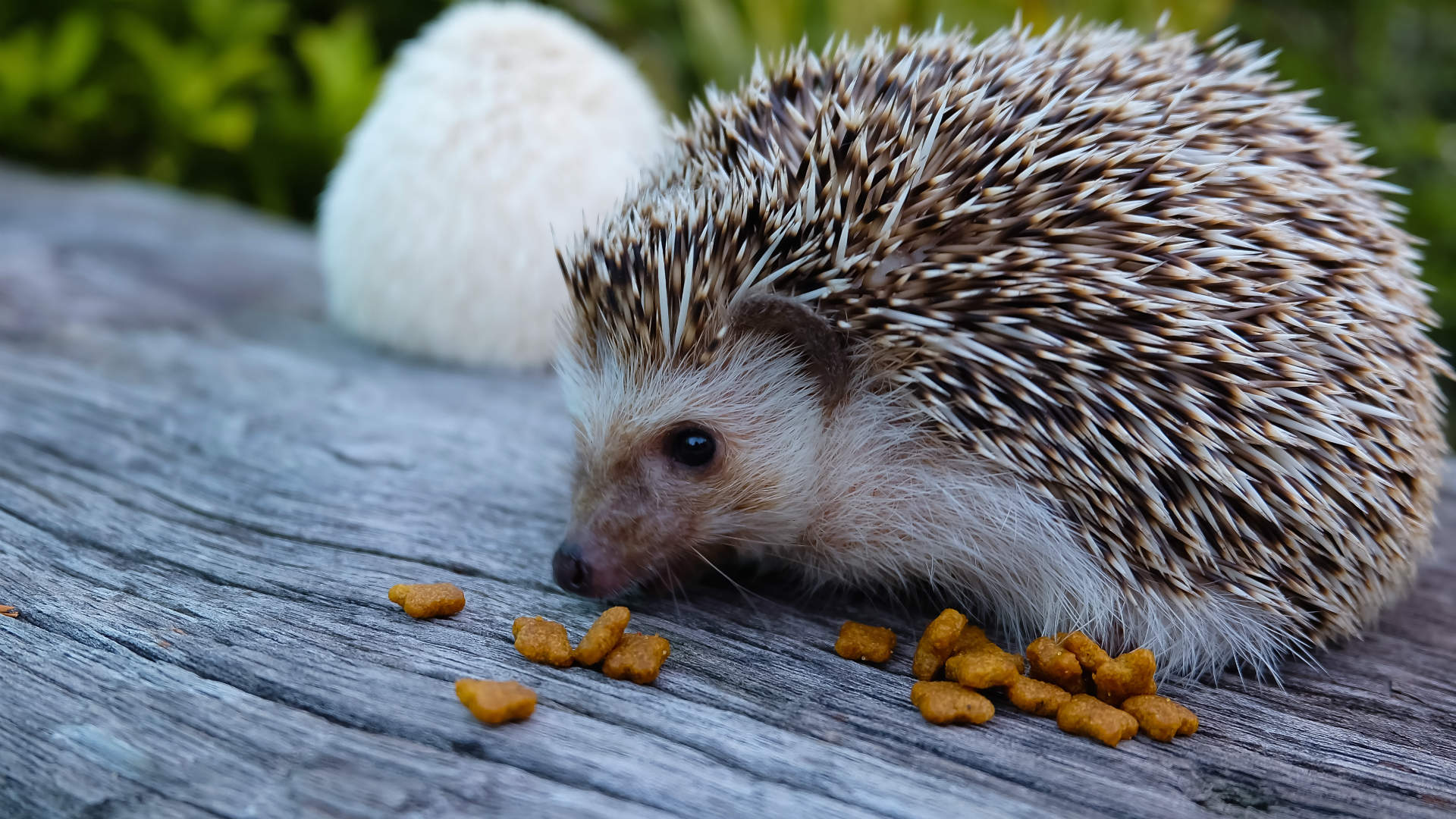 How to help a hedgehog