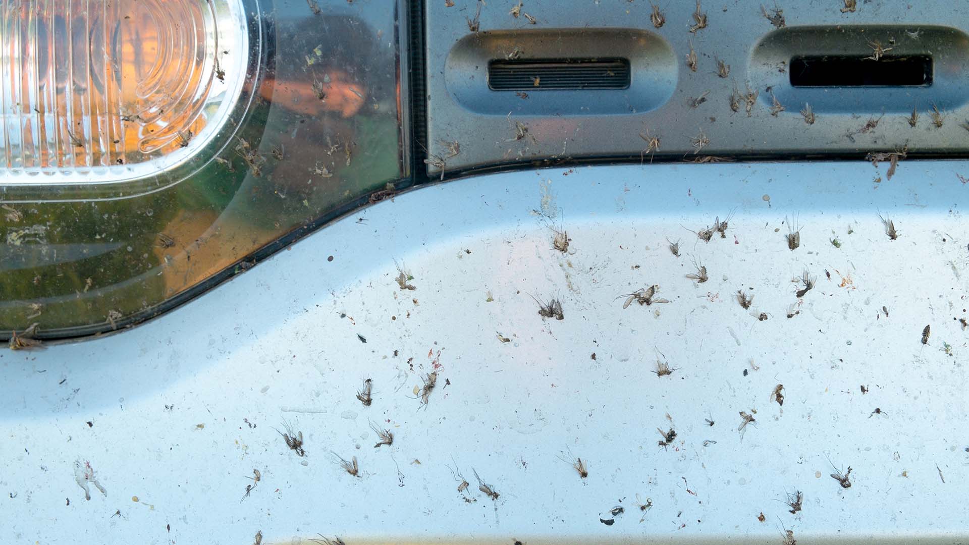 Fewer insects found on front of cars