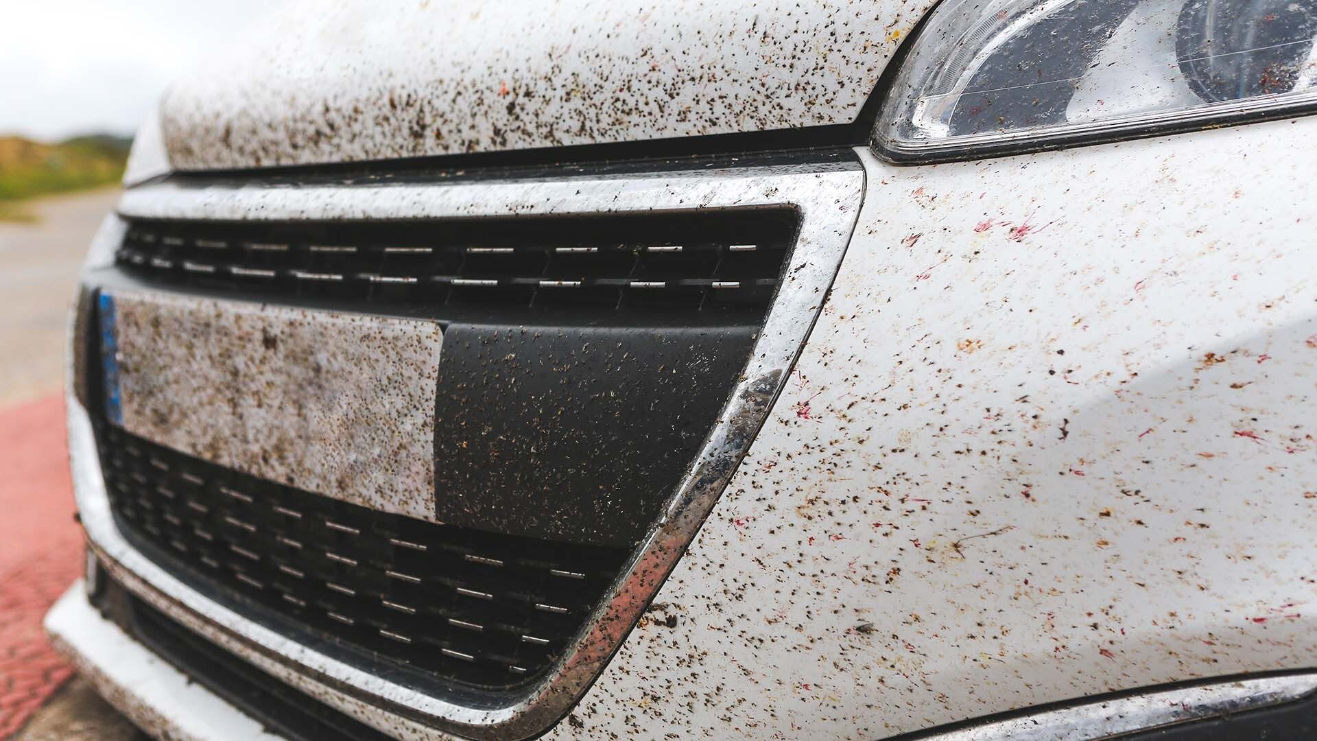 Bug splats