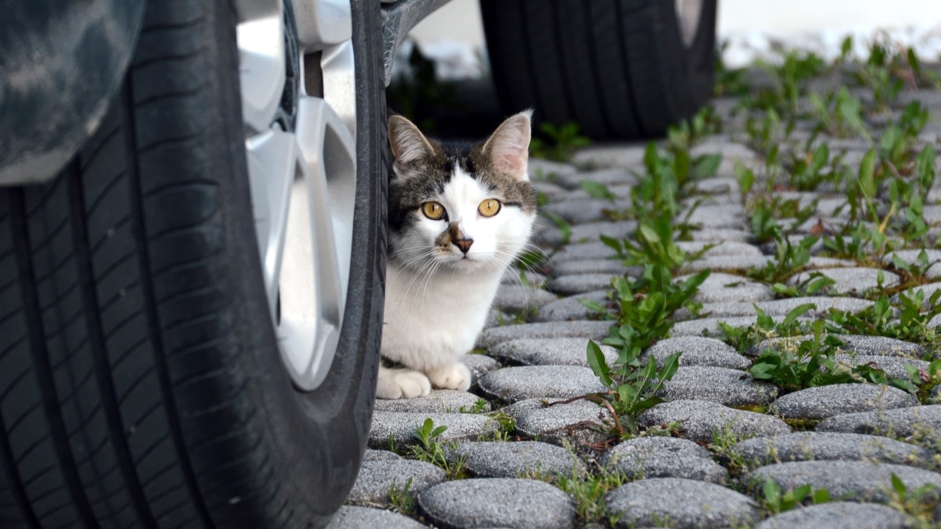 Road Traffic Act on cat collisions